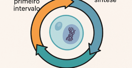 Entenda O Que é Interfase Celular: o Momento Mais Longo do Ciclo de Vida da Célula