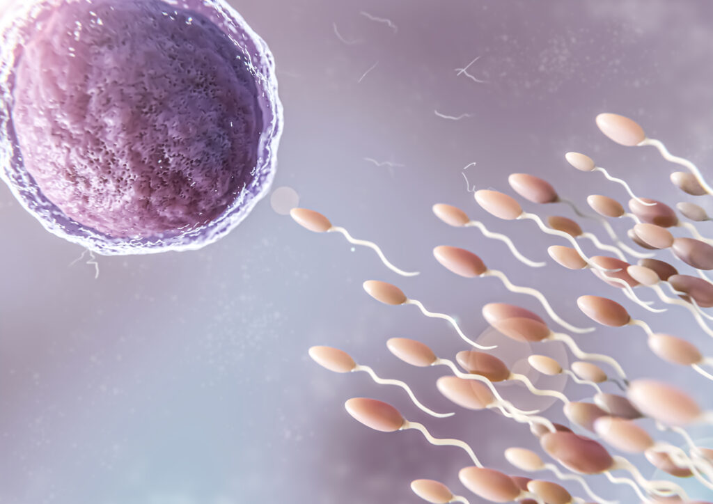 Meiose Fases