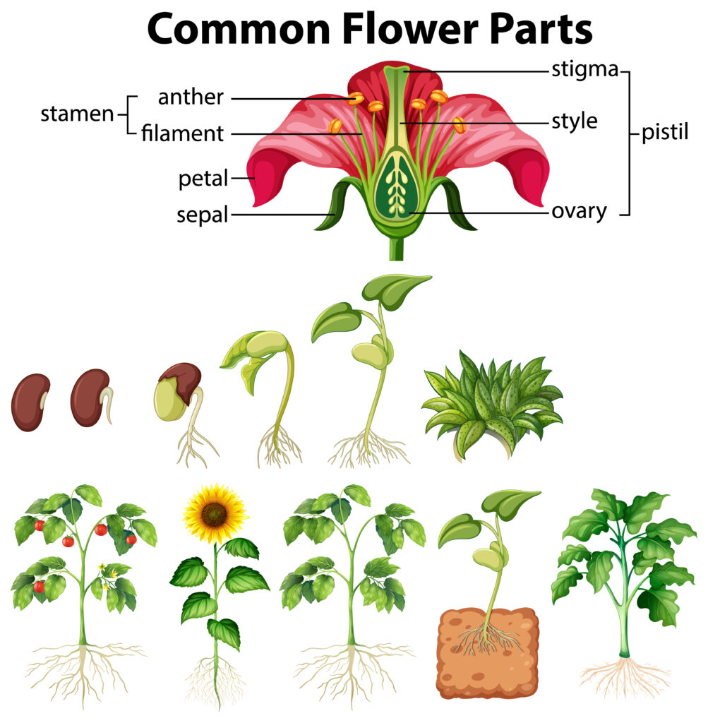Flores, Frutos
