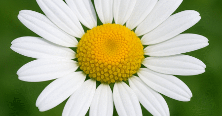 O Que São Angiospermas? Conheça as Plantas Que Dominaram o Mundo Verde