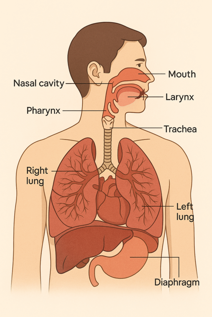 Sistema Respiratório
